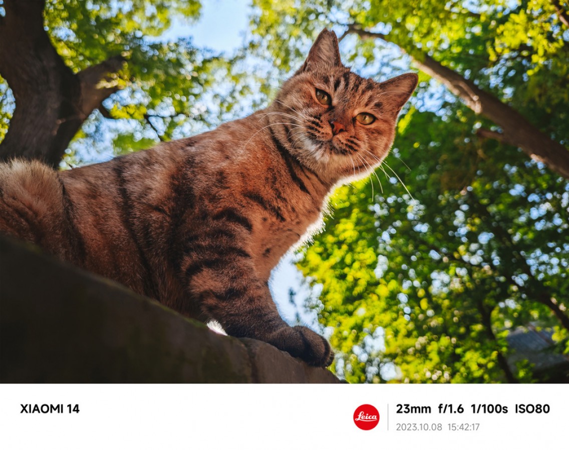 عکس ثبت شده از گربه با دوربین شیائومی ۱۴