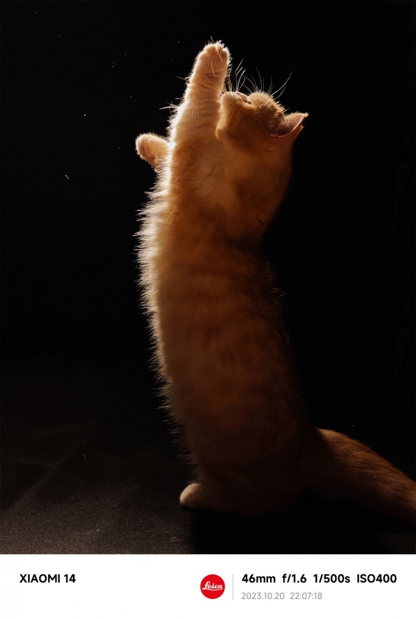 عکس ثبت شده از گربه ایستاده با دوربین شیائومی ۱۴